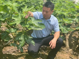 無花果綻放致富花——記第五屆“中國創(chuàng)翼”創(chuàng)業(yè)創(chuàng)新大賽全國總決賽鄉(xiāng)村振興專項(xiàng)賽優(yōu)秀獎(jiǎng)獲得者錢繼昌